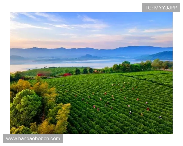 NG南宫国际的环境保护与可持续发展策略，打造绿色生态宜居城市新典范